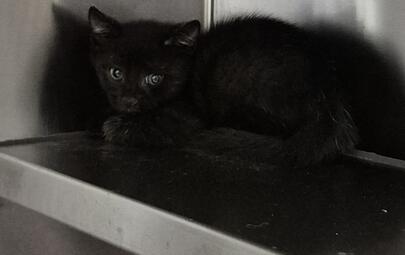 Found Domestic Short Hair Kitten