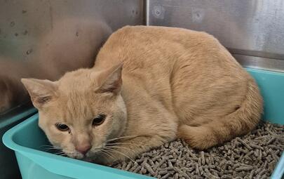 Found Domestic Short Hair
