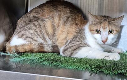 Found Domestic Short Hair