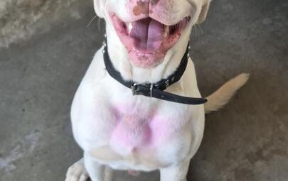Found Medium Mixed Breed