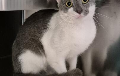 Found Domestic Short Hair