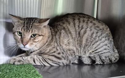 Found Domestic Short Hair