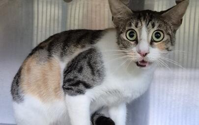 Found Domestic Short Hair