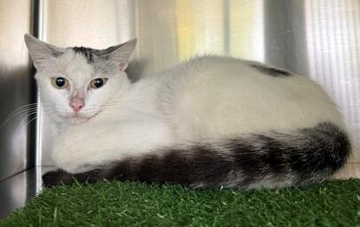 Found Domestic Short Hair Cat