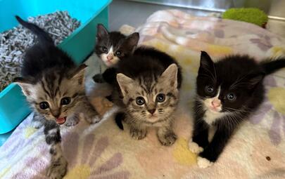 Found Domestic Short Hair Kittens