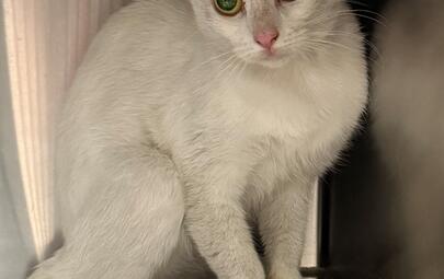 Found Domestic Short Hair Cat