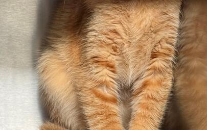 Found Domestic Short Hair Cat