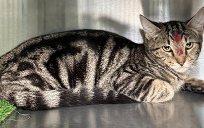 Found Domestic Short Hair Cat