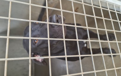 Found Dog - Black Lab x 