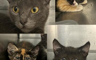 Found cat and kittens
