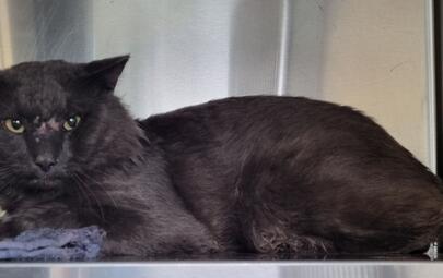Found Grey Cat