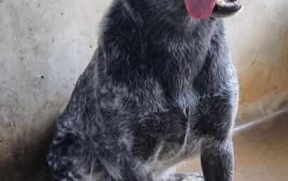 Found Heeler