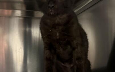Found Domestic Short Hair Kitten 