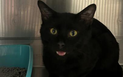 Black cat