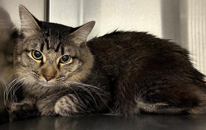 Found Tabby Cat