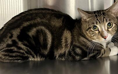 Found Tabby & White Cat