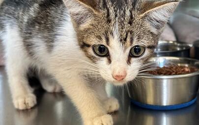 Found Tabby & White Kitten