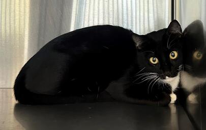 Found Black & White Cat