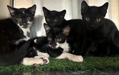 Found Kittens