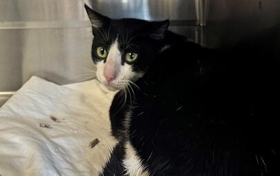 Found Cat