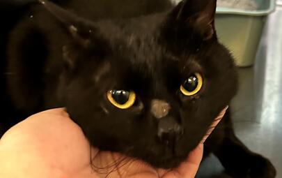 Found Black Cat
