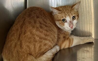 Found Ginger & White Cat