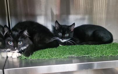 Found Black and White Cats