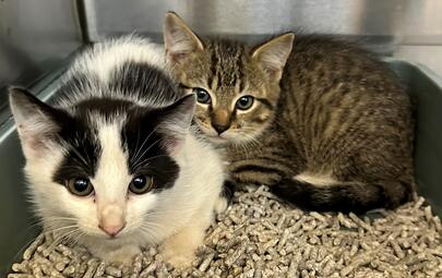 Found Kittens