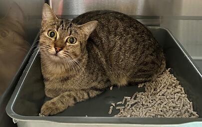 Found Tabby Cat