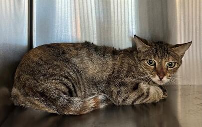 Found Torbie Cat