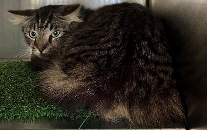 Found Tabby Cat