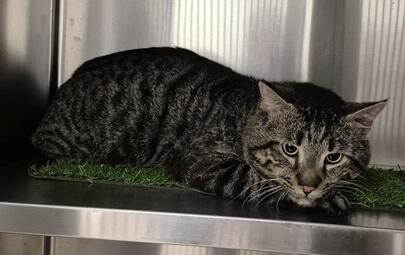 Found Domestic Short Hair
