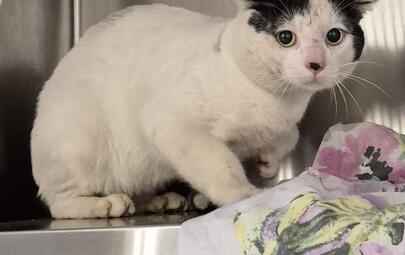 Found Domestic Short Hair