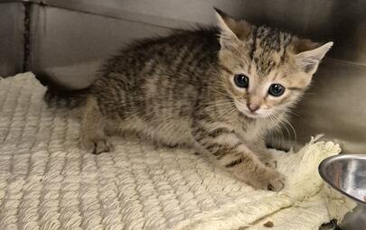 Found Domestic Short Hair Kitten