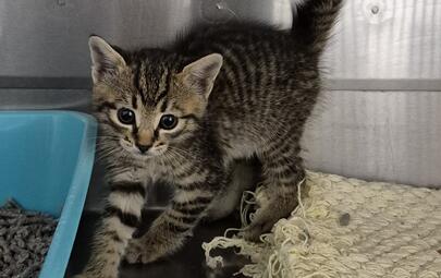 Found Domestic Short Hair Kitten