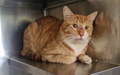 Ginger cat