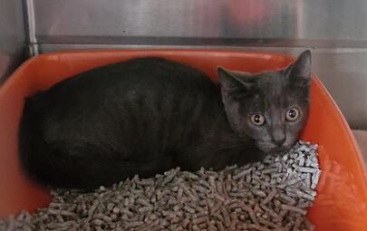 Grey Kitten