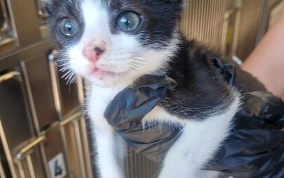 Black and White Kitten