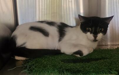 White and Black Cat