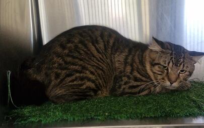 Tabby Cat