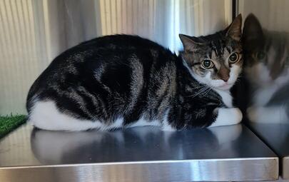Dark Tabby