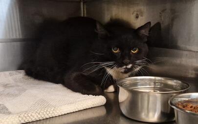 Black and White Cat