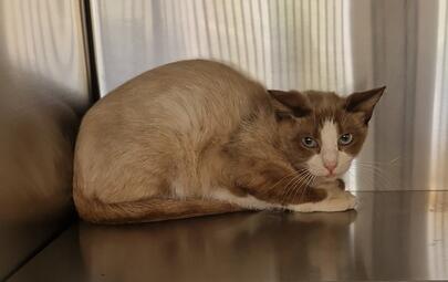 Chocolate and White Cat