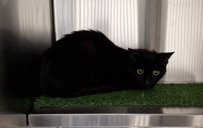 Black Cat