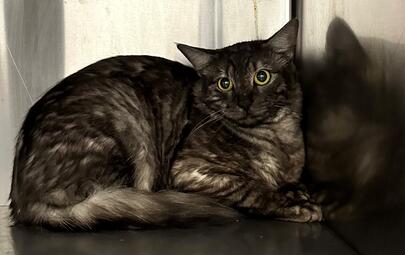 Found Tabby Cat