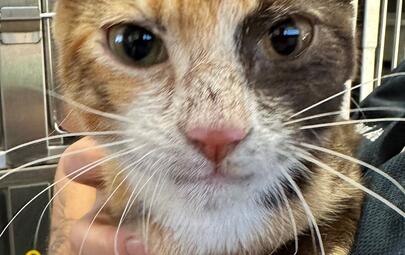 Found Tortoiseshell Cat