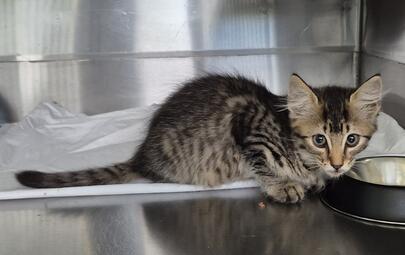Found Domestic Short Hair