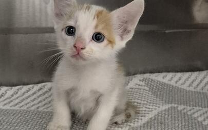 Found Domestic Short Hair