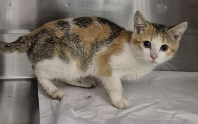 Found Domestic Short Hair