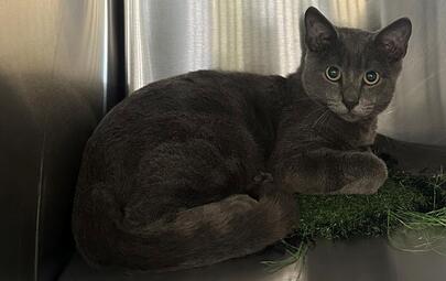 Found Grey Cat